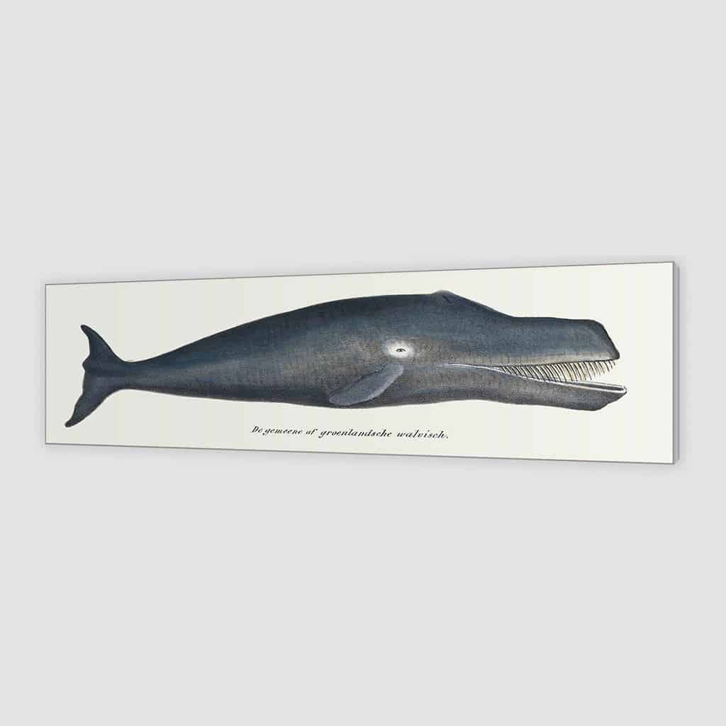 Groenlandse walvis