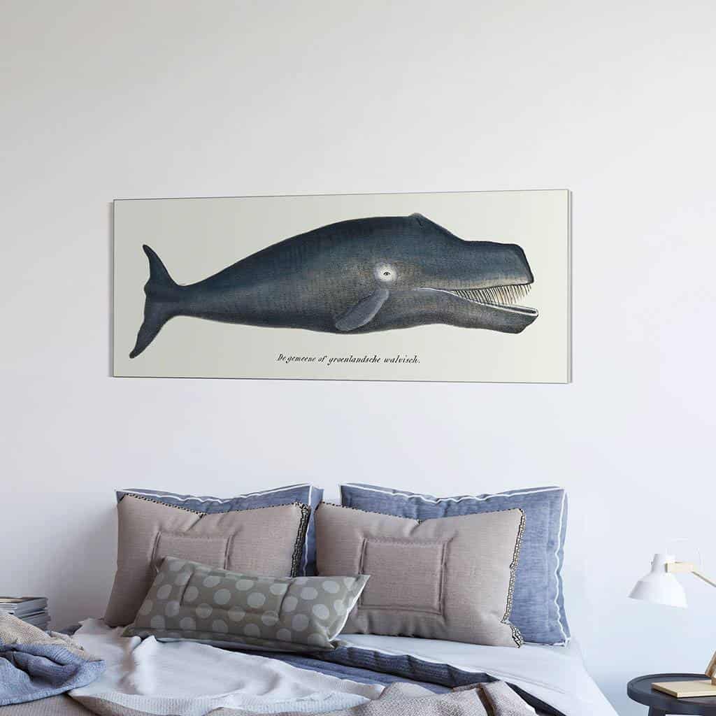 Groenlandse walvis