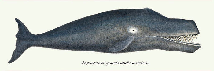 Groenlandse walvis