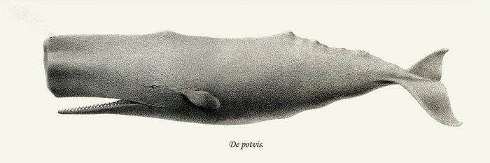 Potvis