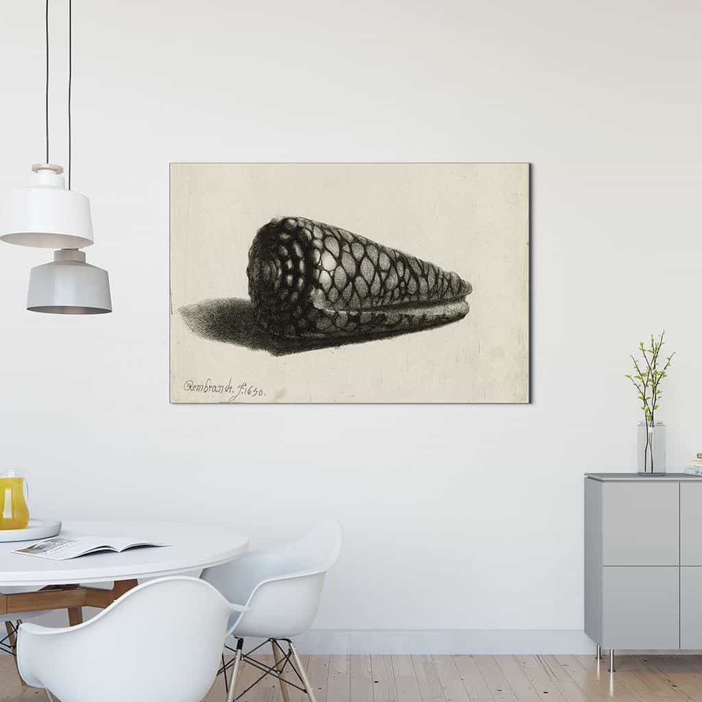 De schelp (Conus marmoreus) - Rembrandt