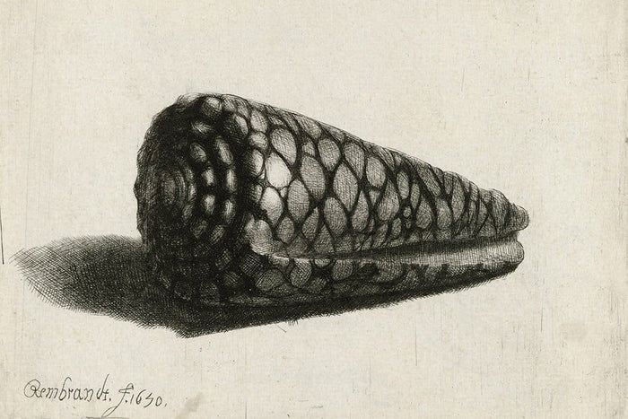 De schelp (Conus marmoreus) - Rembrandt