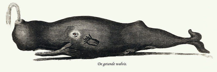 Tandwalvis