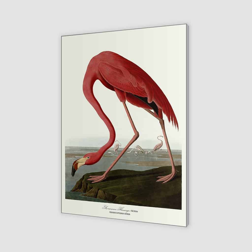 Amerikaanse Flamingo
