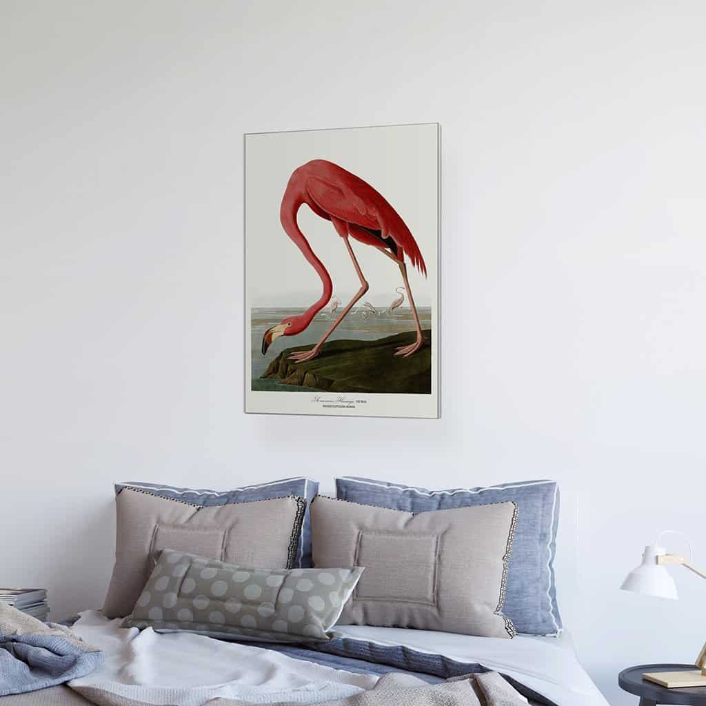 Amerikaanse Flamingo