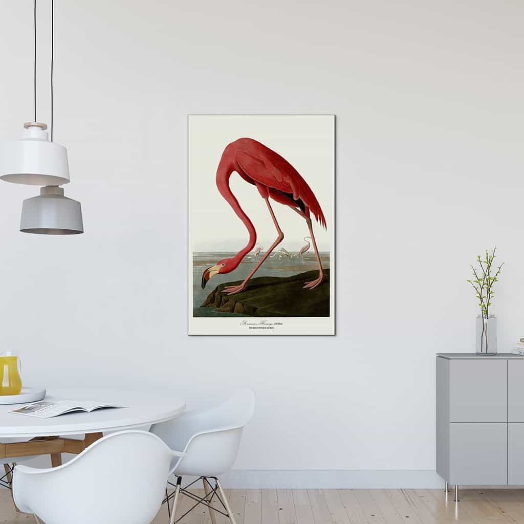 Amerikaanse Flamingo