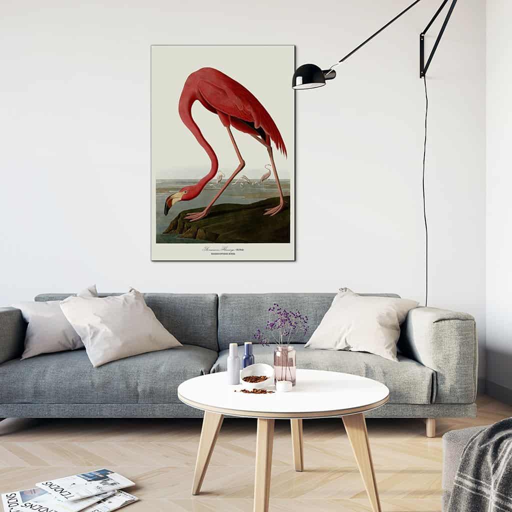 Amerikaanse Flamingo