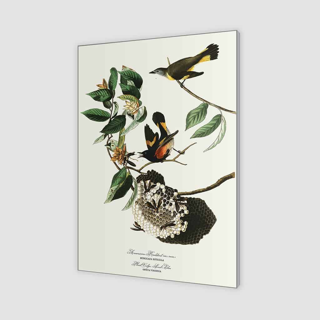 Amerikaanse Redstart