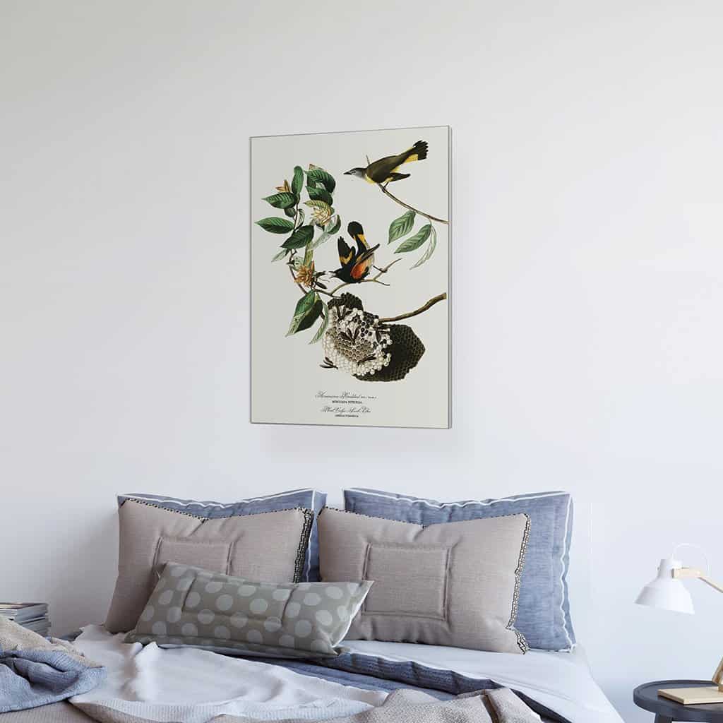 Amerikaanse Redstart