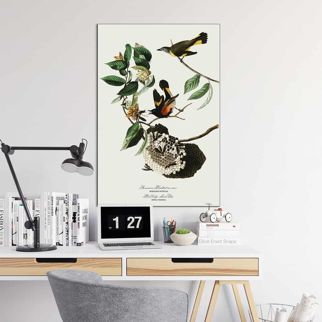 Amerikaanse Redstart