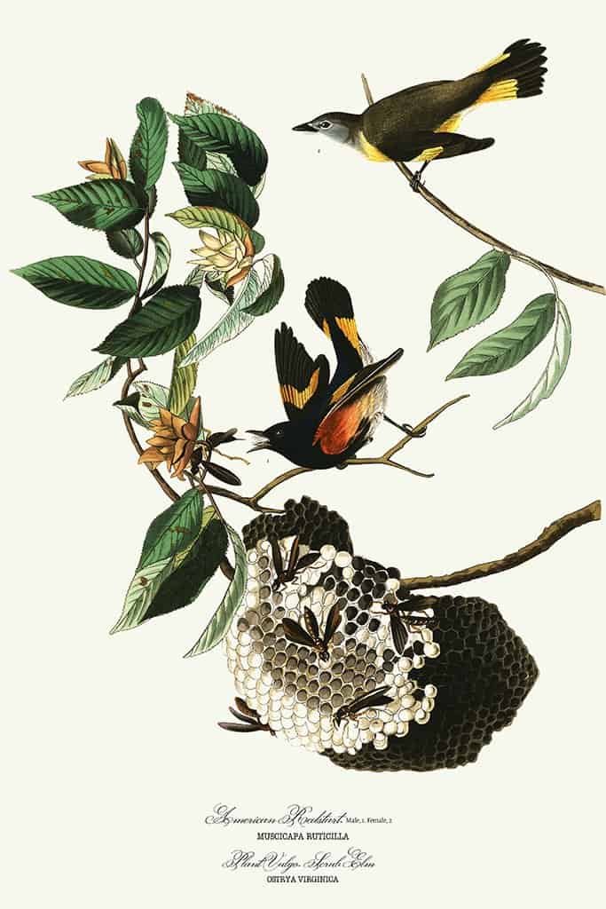 Amerikaanse Redstart