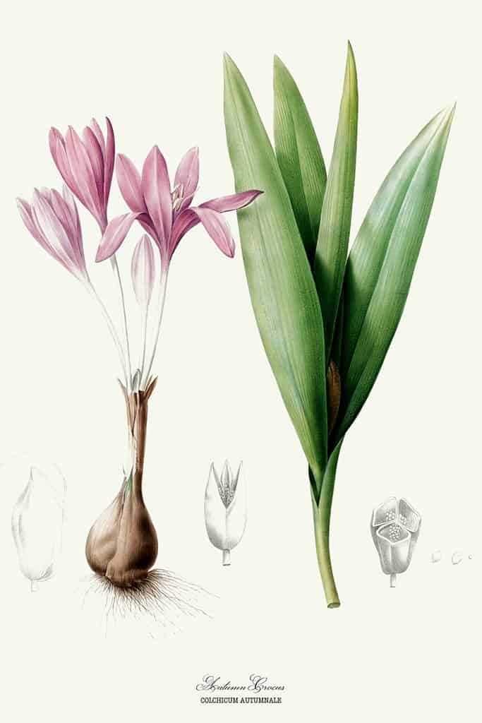 Herfst Krokus
