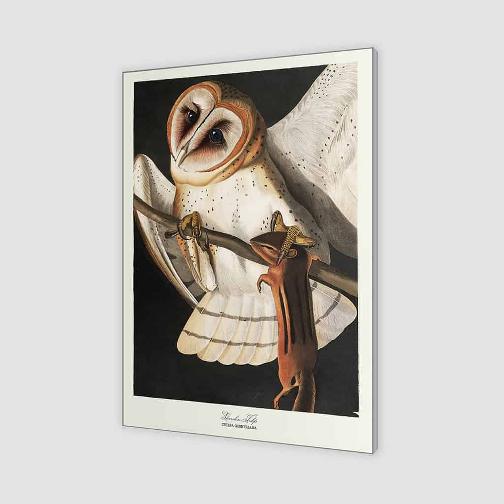 Schuur Uil