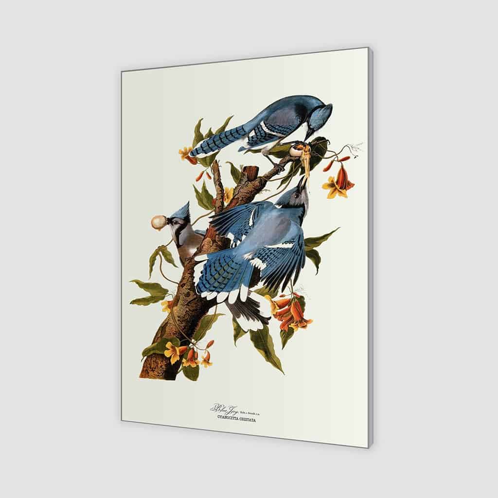 Blauwe Vlaamse gaai