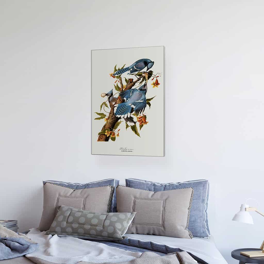 Blauwe Vlaamse gaai