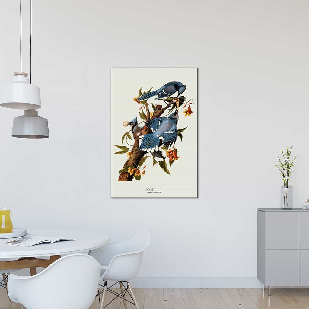 Blauwe Vlaamse gaai