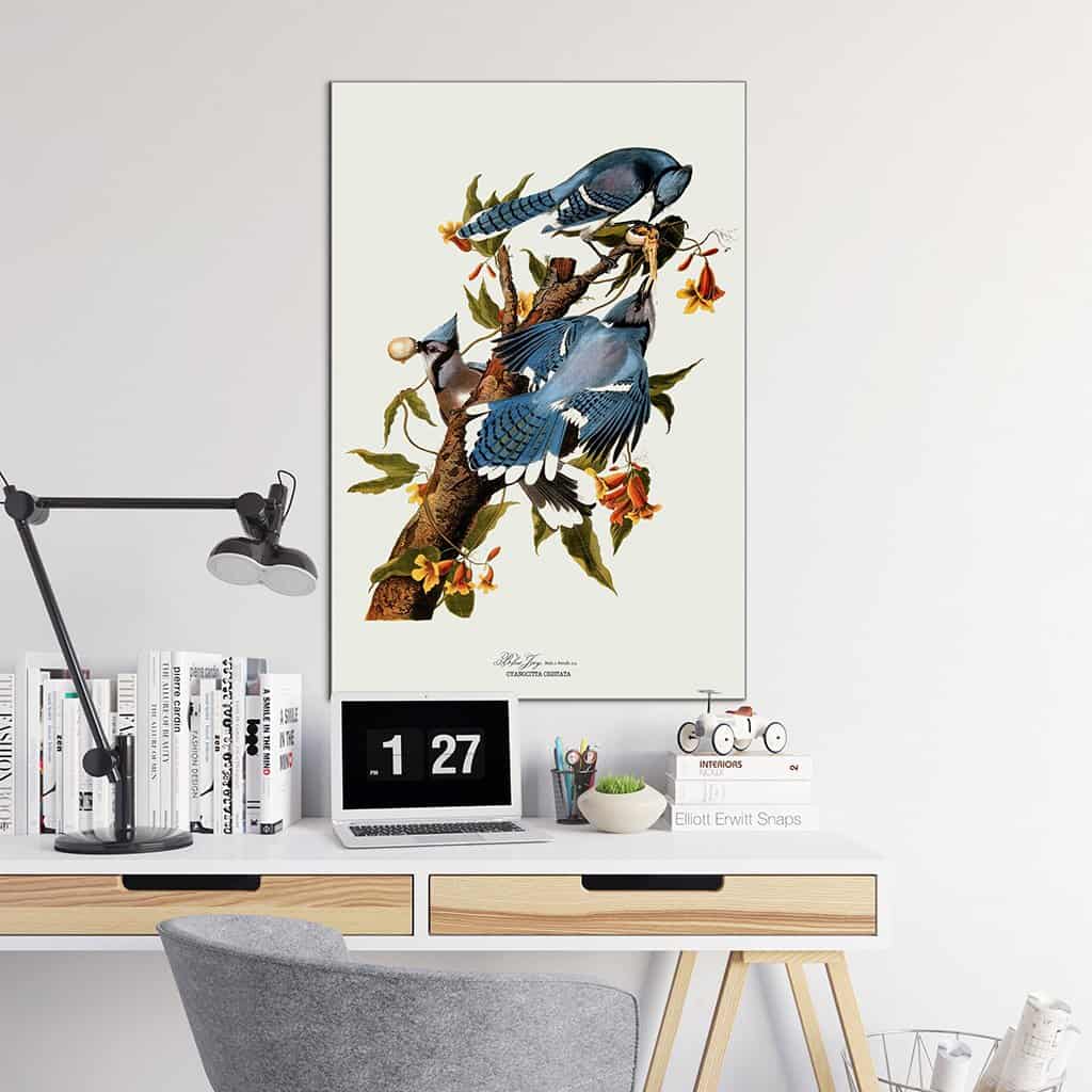 Blauwe Vlaamse gaai