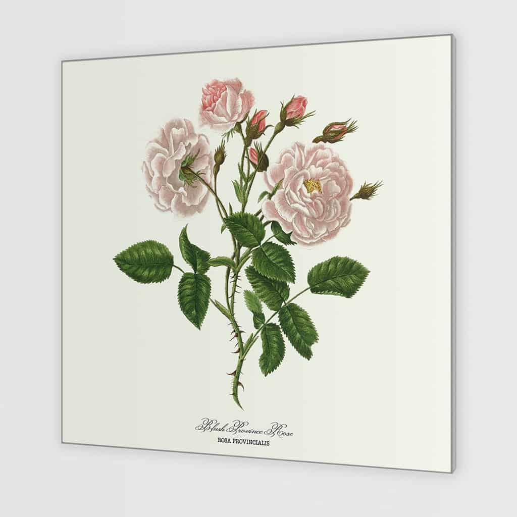 Blush Povince Rose