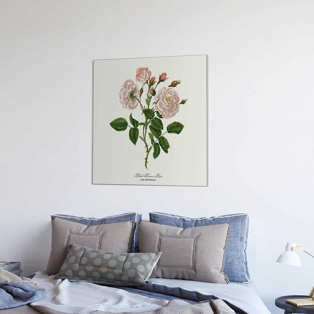 Blush Povince Rose