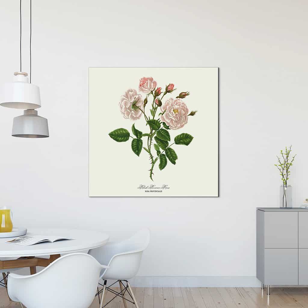 Blush Povince Rose