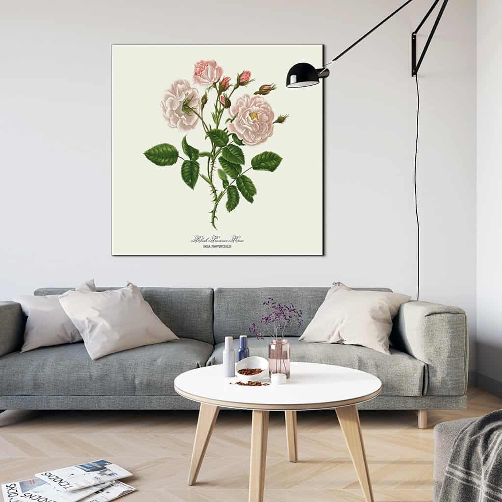 Blush Povince Rose