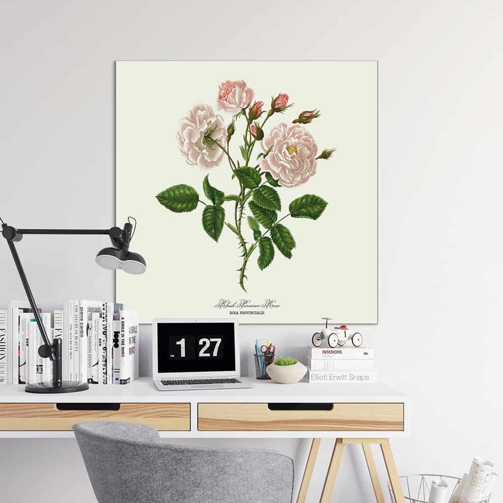 Blush Povince Rose