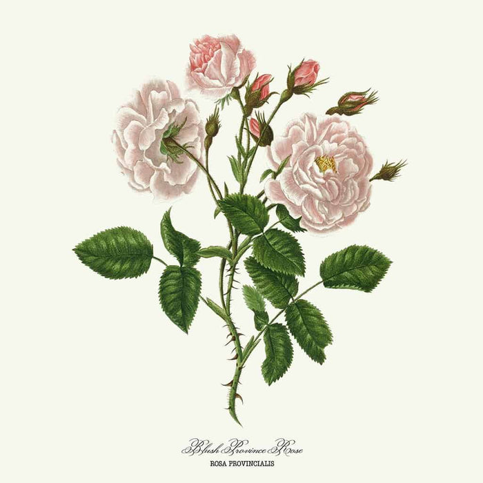 Blush Povince Rose