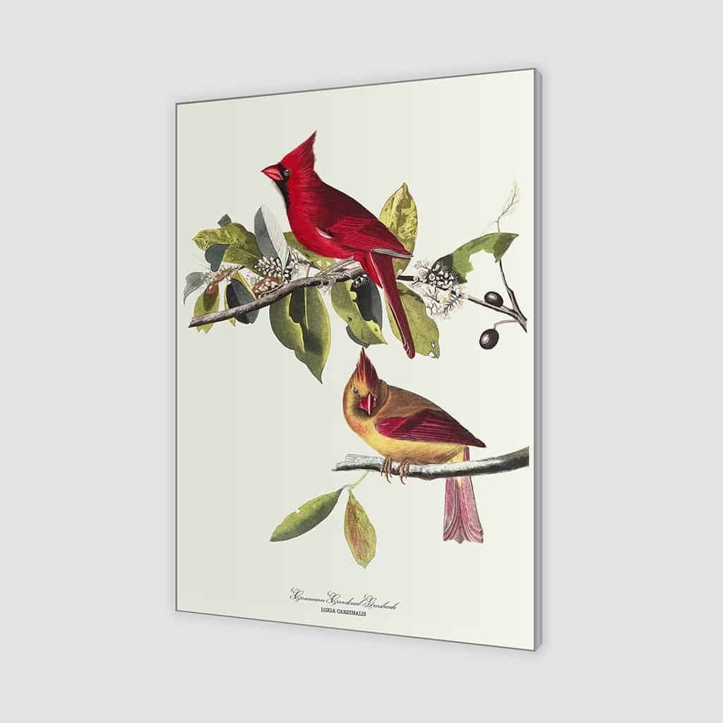 Kardinaal Grosbeak