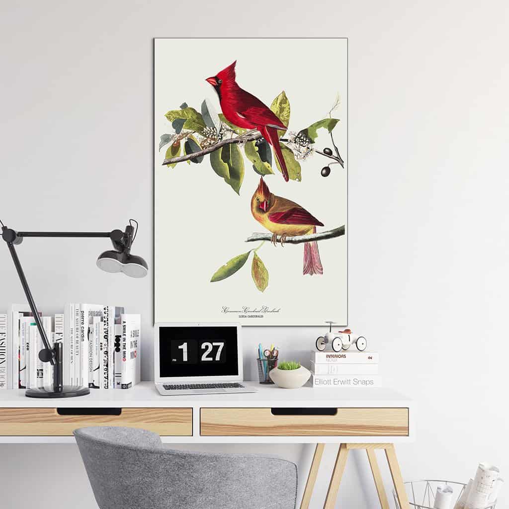 Kardinaal Grosbeak