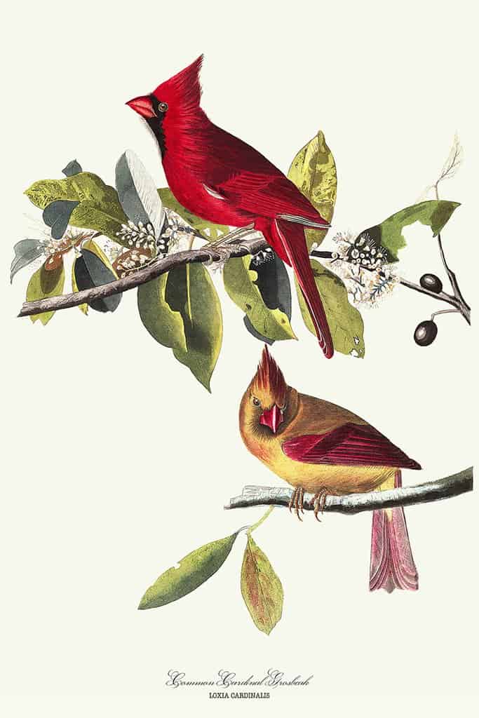 Kardinaal Grosbeak