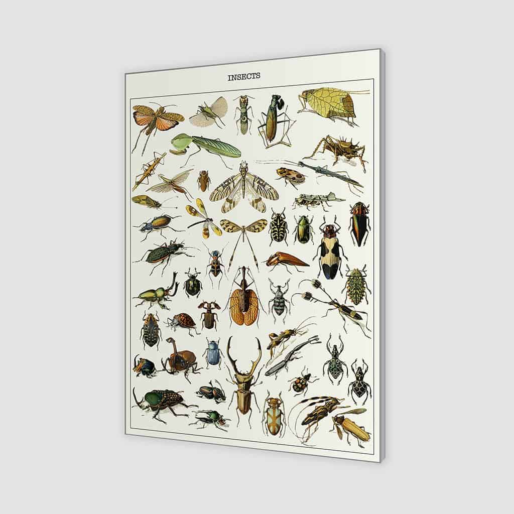Verschillende insecten