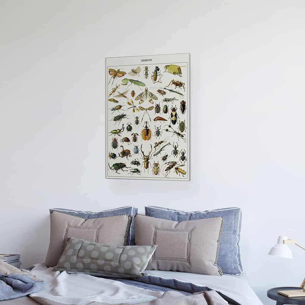 Verschillende insecten