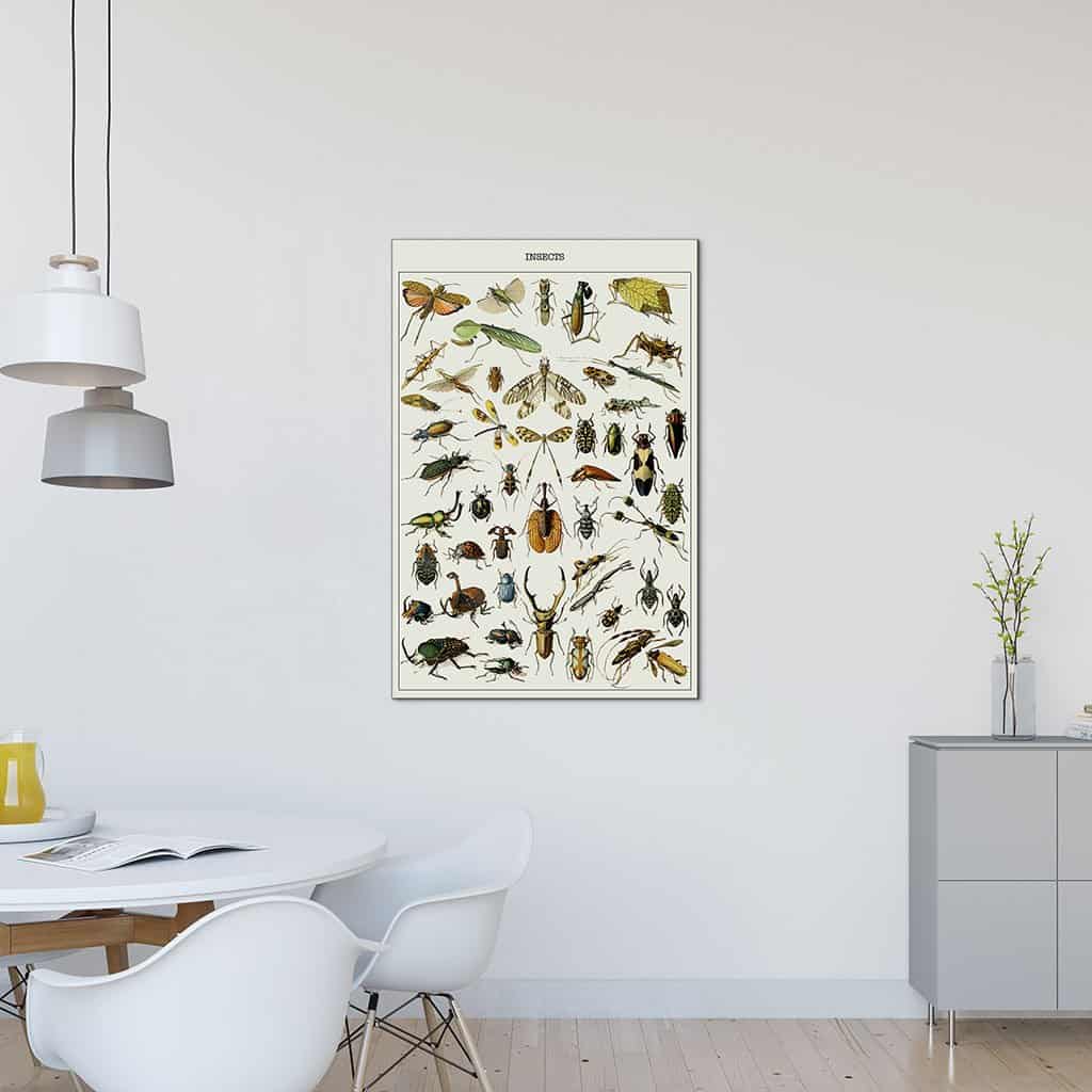 Verschillende insecten