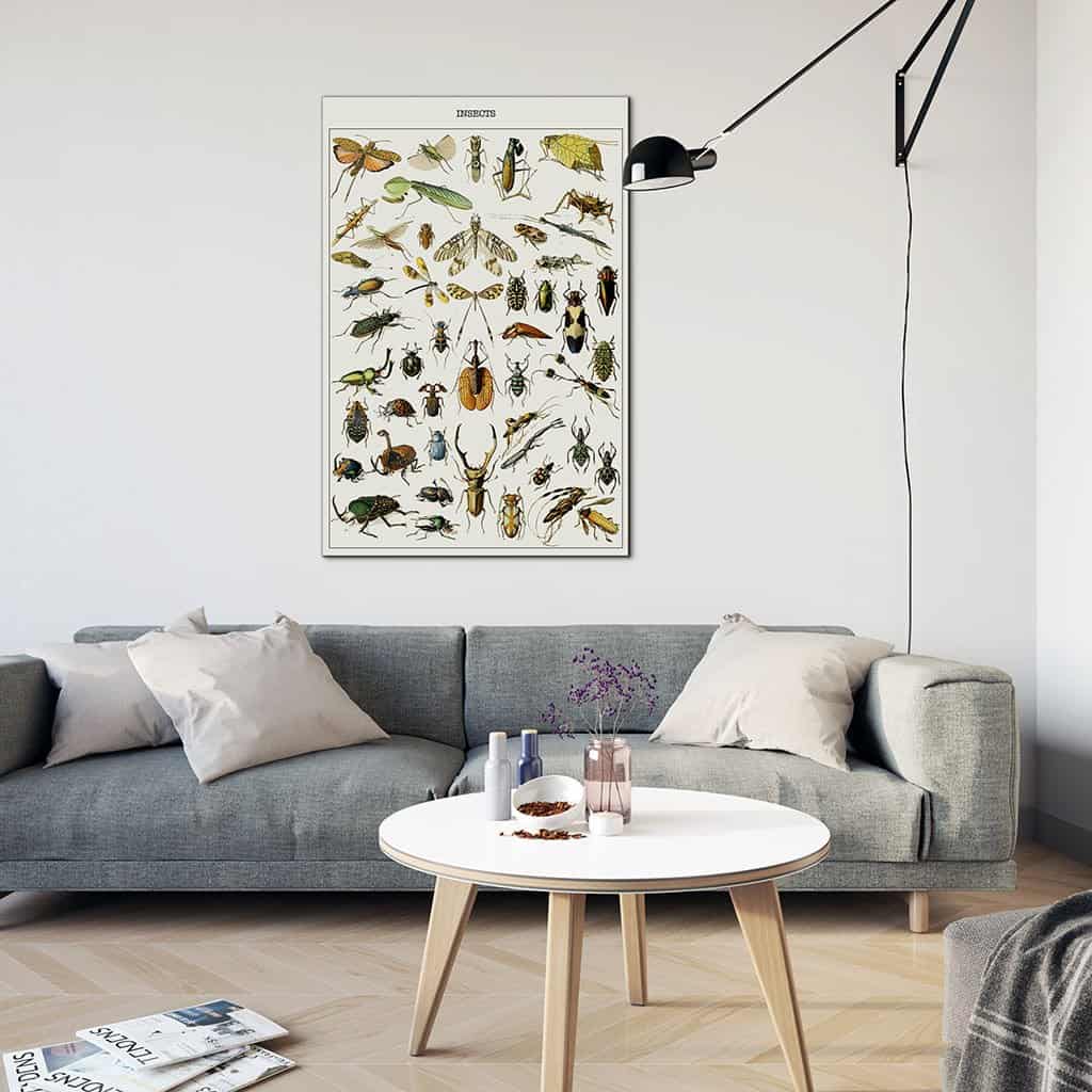 Verschillende insecten