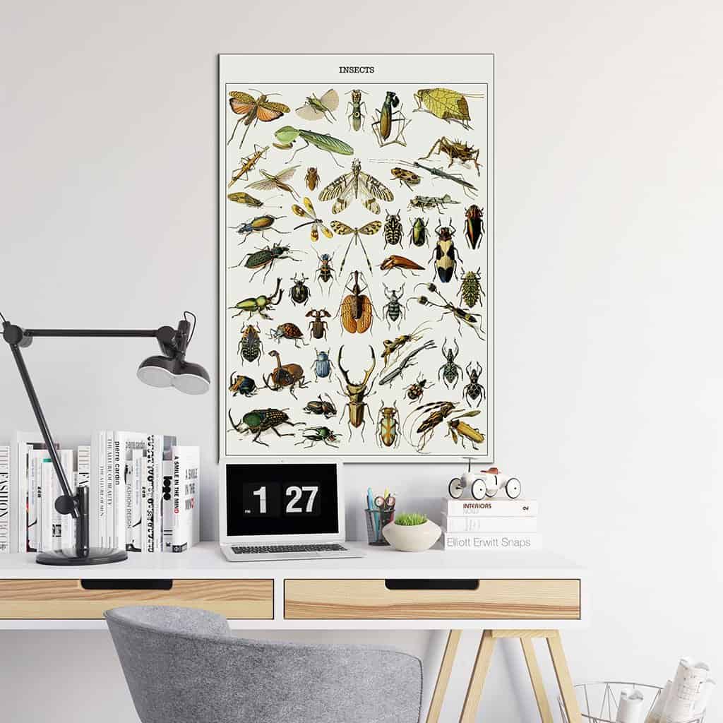 Verschillende insecten
