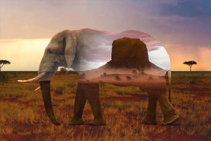 Dubbele belichting Olifant