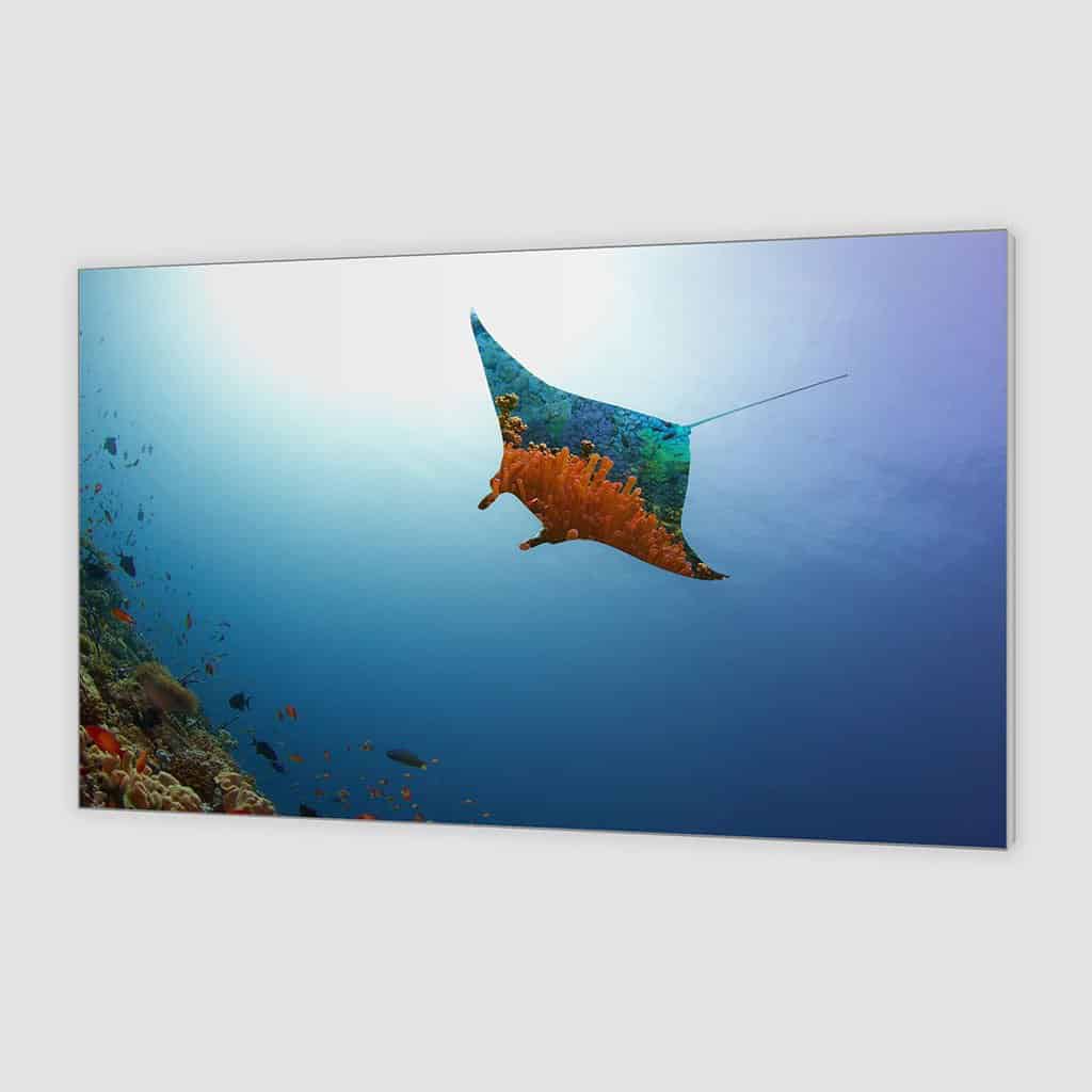 Vliegende Manta Ray