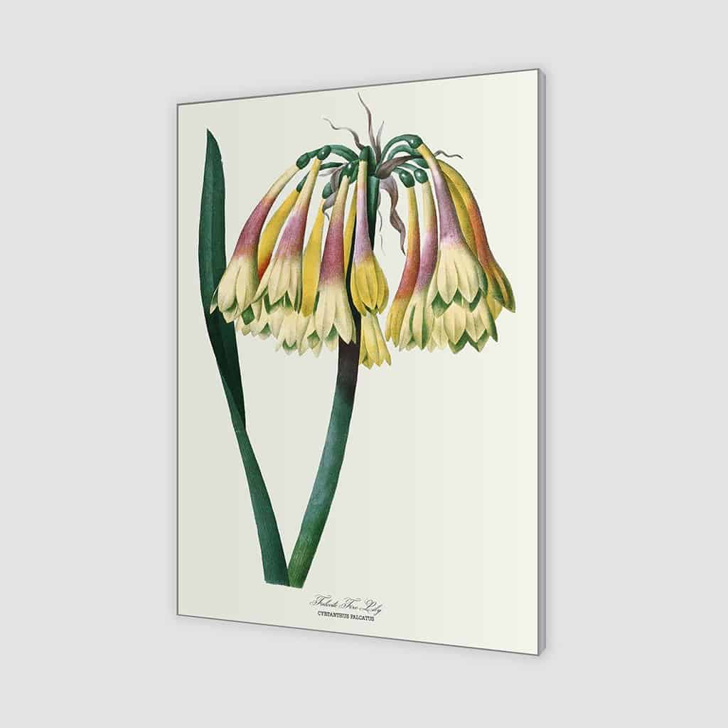 Falcate Fire Lily