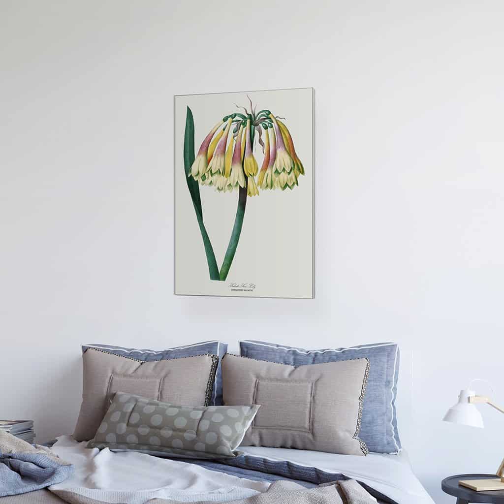 Falcate Fire Lily