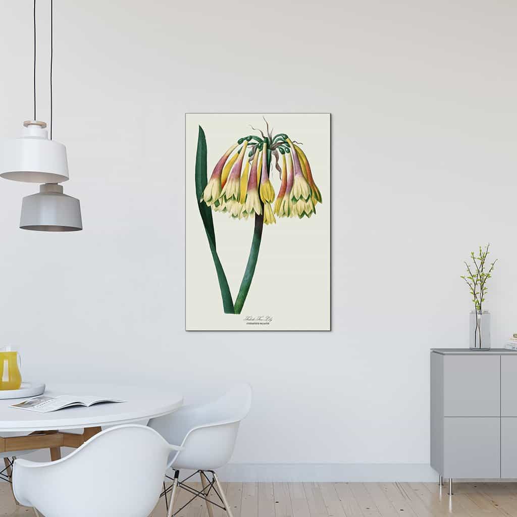 Falcate Fire Lily