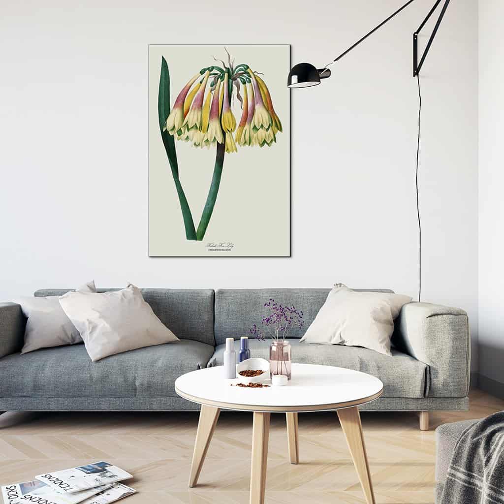Falcate Fire Lily