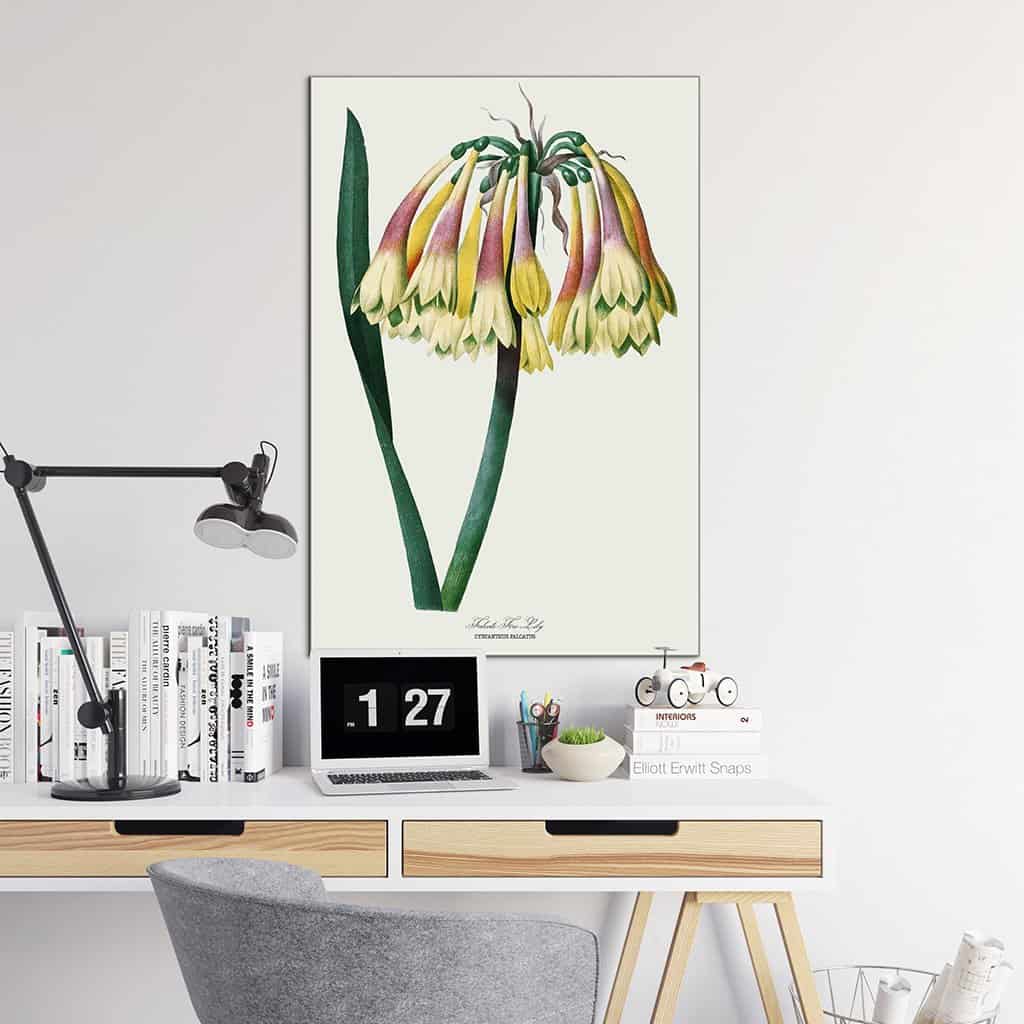 Falcate Fire Lily