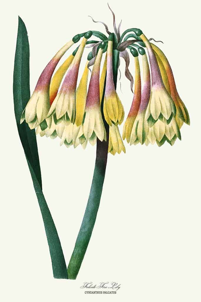 Falcate Fire Lily