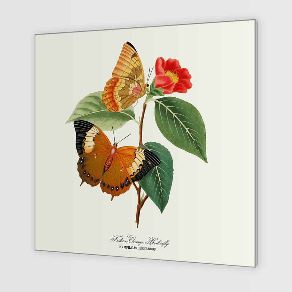 Festoon Oranje Vlinder