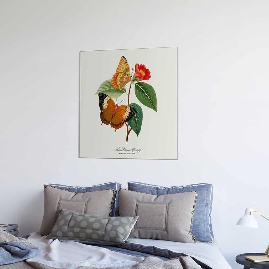 Festoon Oranje Vlinder