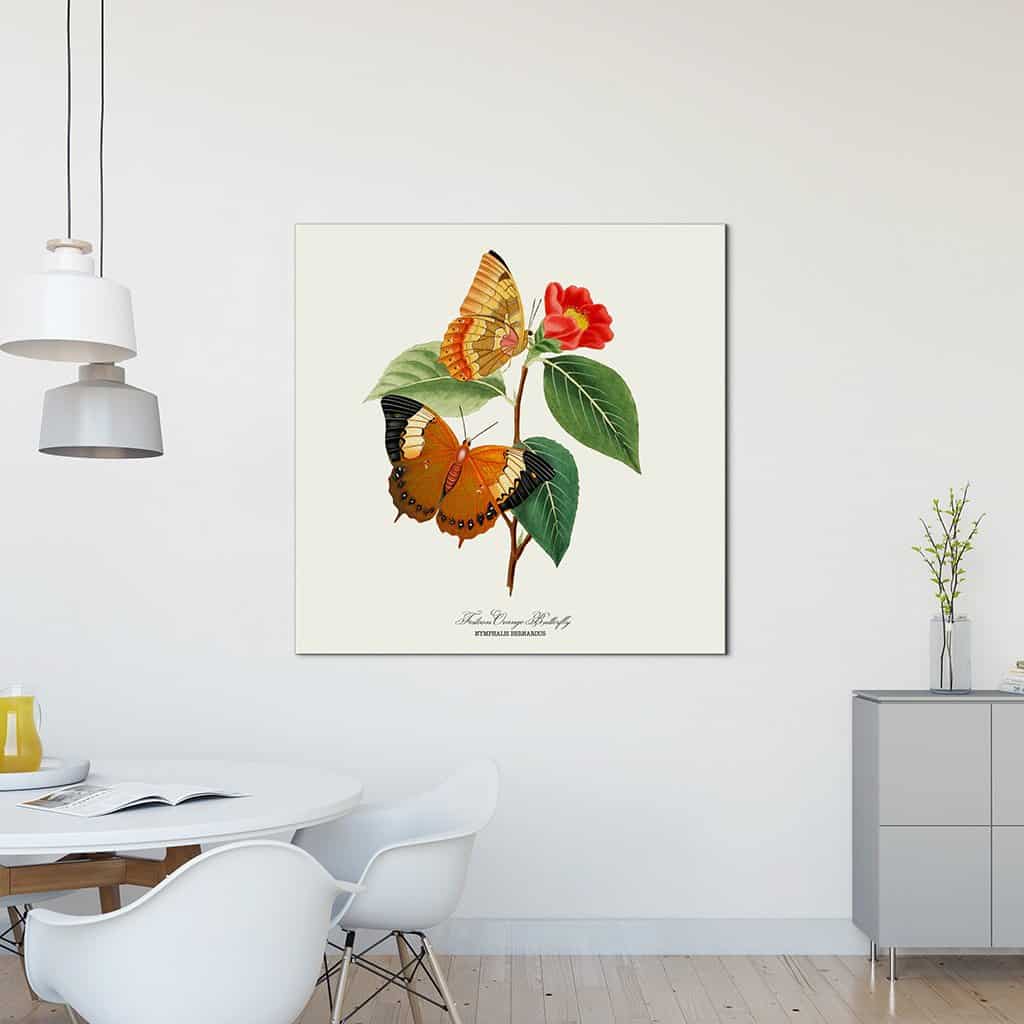 Festoon Oranje Vlinder