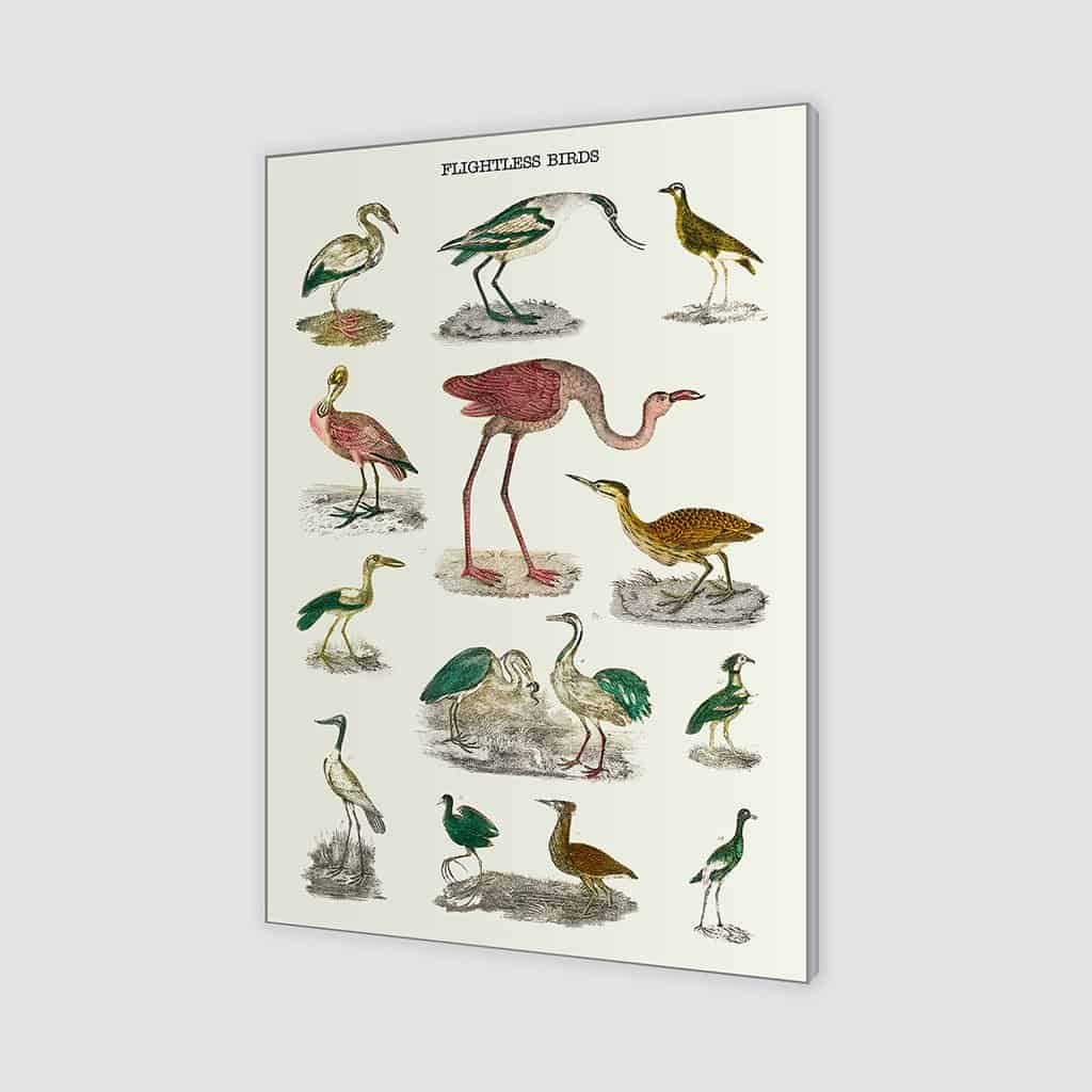 Soorten vluchtloze vogels