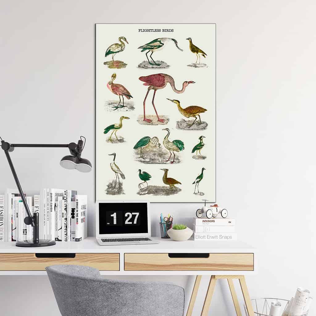 Soorten vluchtloze vogels