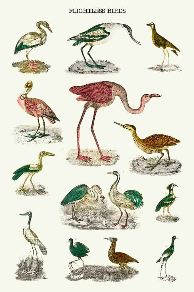 Soorten vluchtloze vogels