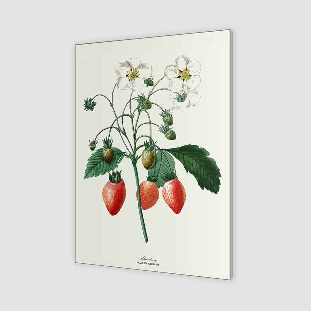 Onze meest geliefde zomervrucht: de aardbei